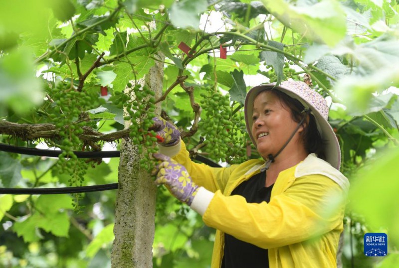 5月6日，在廣西東蘭縣武篆鎮(zhèn)東里村葡萄園，村民在管護(hù)葡萄。