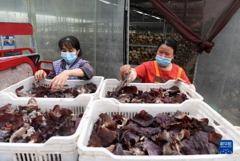 5月6日，在廣西東蘭貴隆生態(tài)農(nóng)業(yè)科技有限公司食用菌產(chǎn)業(yè)園，工人分揀剛采摘的食用菌。