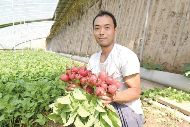 蔬菜種植戶忙得不亦樂乎。攝影：鄧建青