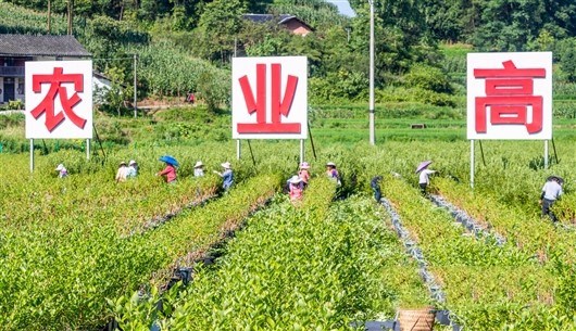 南川區(qū)大觀鎮(zhèn)鐵橋村村民在藍莓產業(yè)示范基地為藍莓修枝