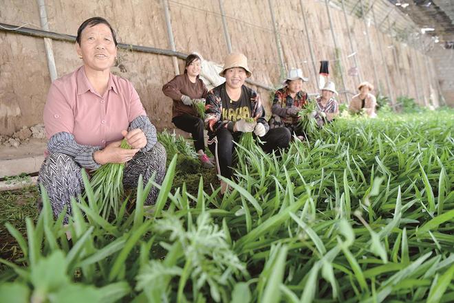7月5日，在青?；萏镛r(nóng)業(yè)種植基地內(nèi)，農(nóng)戶收割蔬菜。攝影：鄧建青